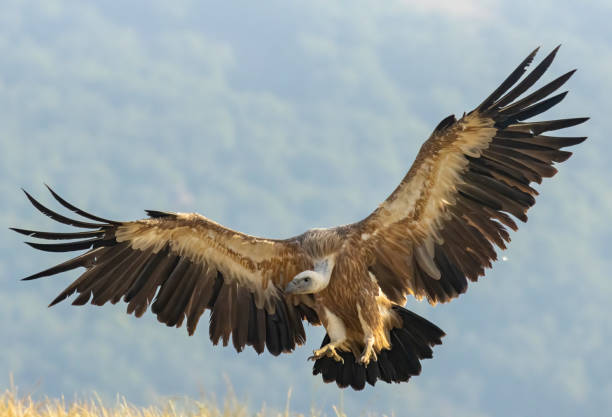istock Griffon Vulture (Gyps fulvus) on feeding station 1830880887
