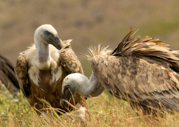 istock Griffon Vulture (Gyps fulvus) on feeding station 1830881400