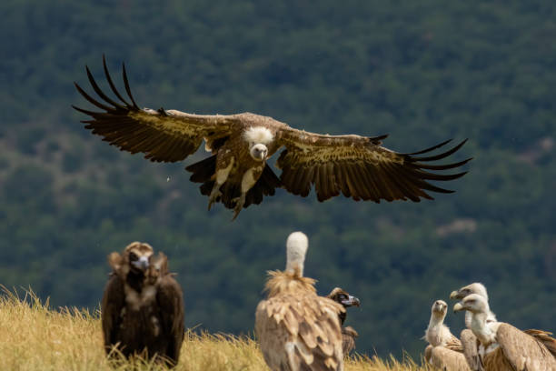 istock Griffon Vulture (Gyps fulvus) on feeding station 1830881924