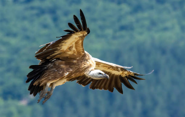 istock Griffon Vulture (Gyps fulvus) on feeding station 1830882835