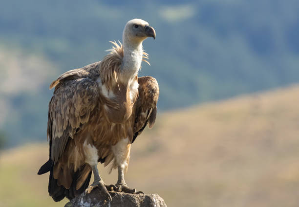 istock Griffon Vulture (Gyps fulvus) on feeding station 1830884578