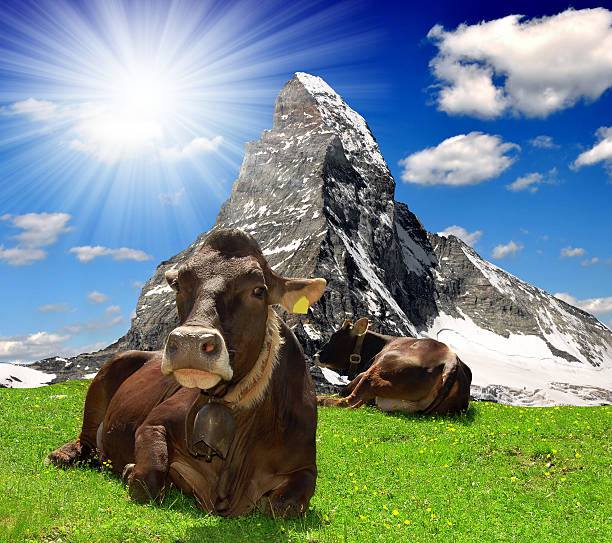 Cow in the meadow.In the background of the Matterhorn-Swiss Alps