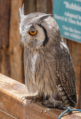 Southern white faced owl (Ptilopsis granti) at bird sanctuary. The owl is perched on a stand and the tether can be seen in the bottom right of the view.  The white face disc is outlined with black.