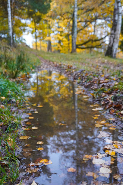 istock Close up of a puddle 1830901316