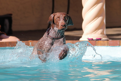 German Short-Haired Pointer in the pool