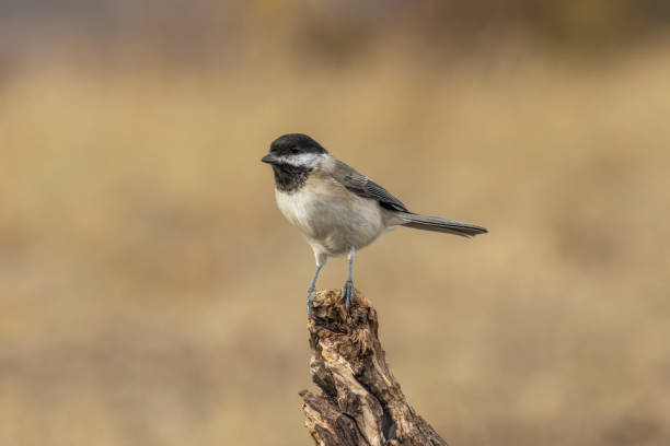 istock Sombre Tit on feeding station 1830902951