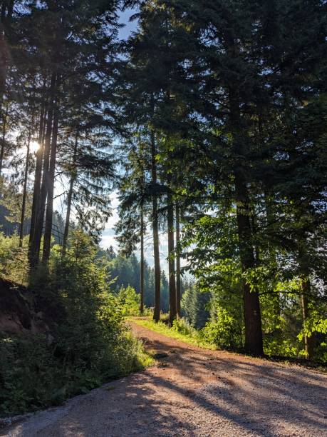 istock Sun shining through the enchanting Black Forest 1830903515