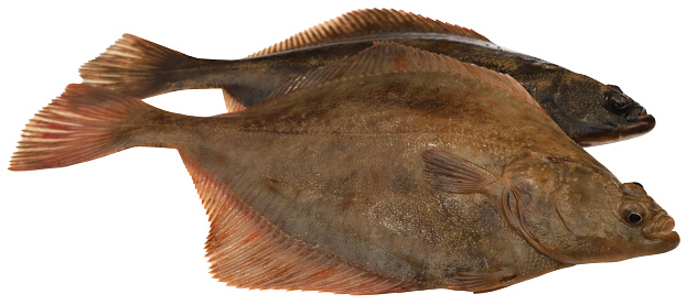 Flatfish freshly caught from sea isolated