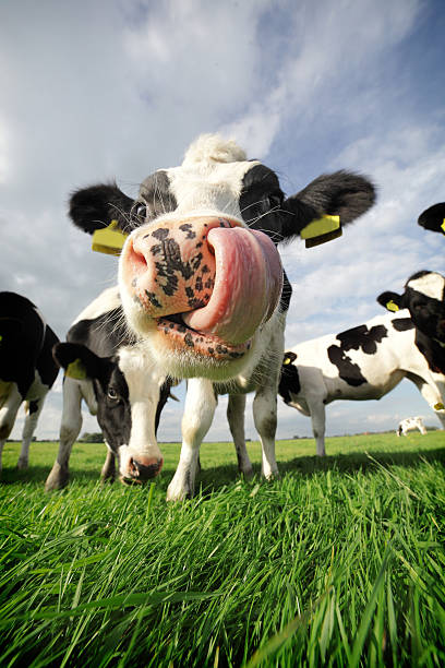 vacca con enorme linguetta - animal tongue foto e immagini stock