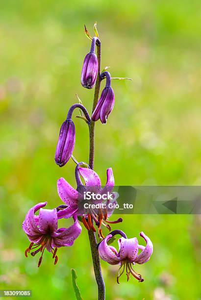 Lilium Martagon Su Sfondo Naturale - Fotografie stock e altre immagini di Bouquet - Bouquet, Capolino, Collezione