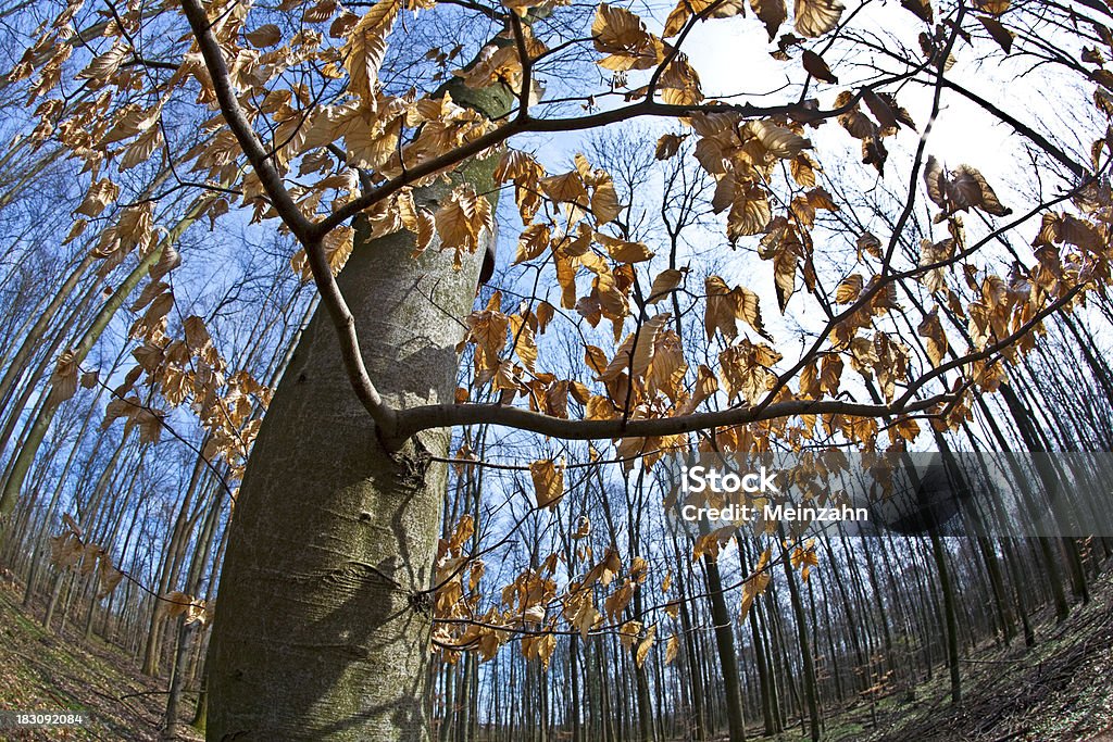 Frühling Baum Kronen mit alten Blätter - Lizenzfrei Ast - Pflanzenbestandteil Stock-Foto