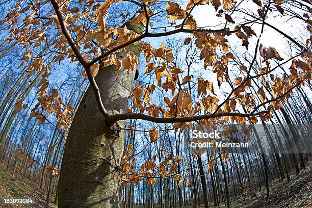 Весна Дерево Короны С Старые Листья — стоковые фотографии и другие картинки Без людей - Без людей, Белый, Берёза