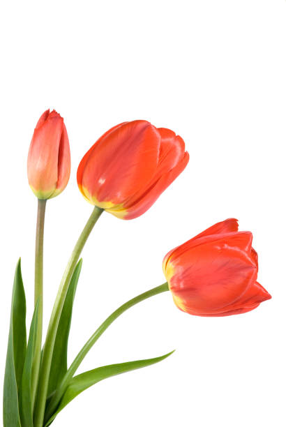 Tulips stock photo