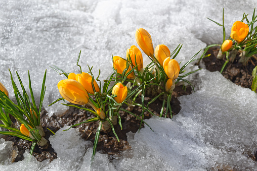 Young yellow crocuses bloom in the flowerbed in early spring.