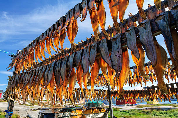 Dried fish in Rodebay settlement - Greenland Fresh fish rapidly deteriorates unless some way can be found to preserve it. Drying is a method of food preservation that works by removing water from the food, which inhibits the growth of microorganisms. Open air drying using sun and wind has been practiced since ancient times to preserve food. fish village stock pictures, royalty-free photos & images