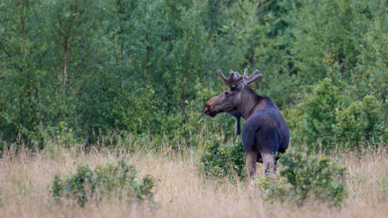bull moose observes the enviroment, scandinavia