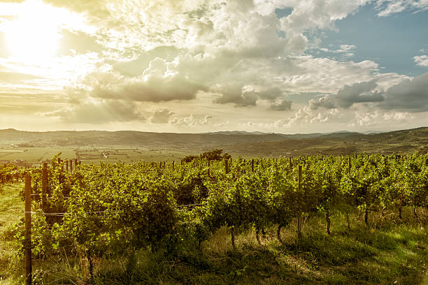 виноградники - soave стоковые фото и изображения