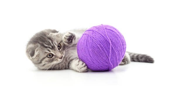 istock Cat with ball of yarn. 1830959557