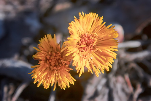 Tussilago farfara, commonly known as coltsfoot is a plant in the groundsel tribe in the daisy family Asteraceae.