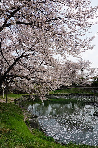 Sakura Cherry Blossoms Park stock photo