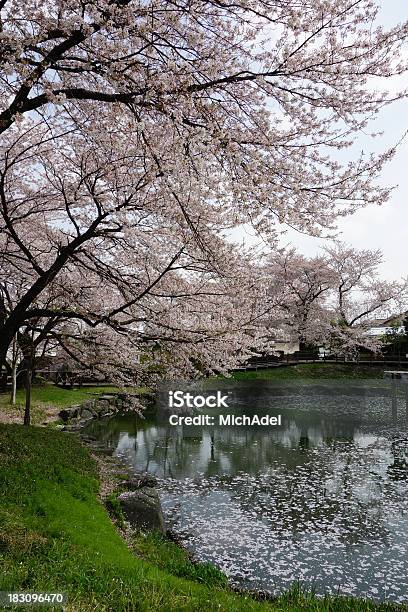 Sakura Wiśniowe Kwiaty Park - zdjęcia stockowe i więcej obrazów Bez ludzi - Bez ludzi, Drzewo, Dworzec