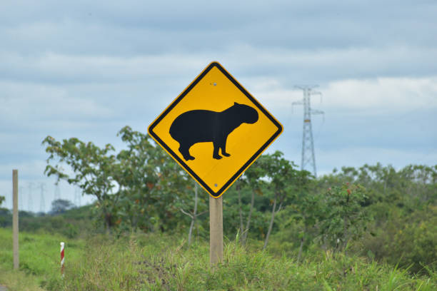 istock South American Wildlife Signs 1830970274
