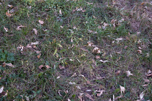 istock autumn background: autumn leaves in dry grass 1830973259