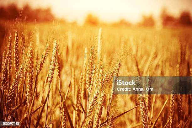 Golden Wheat Field Stock Photo - Download Image Now - Agriculture, Autumn, Bread