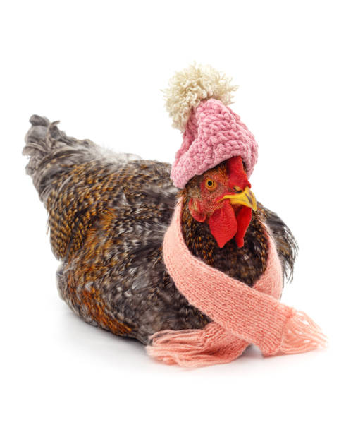 istock Chicken in a scarf and hat. 1830975586