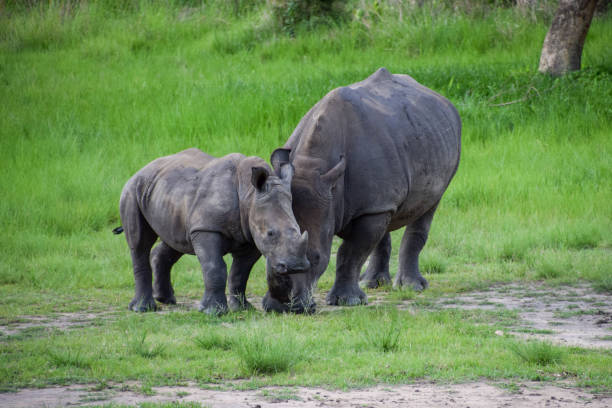 istock White rhino with her baby in Zimbabwe 1830984014