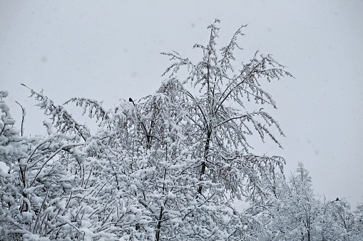 Winter in Urdorf