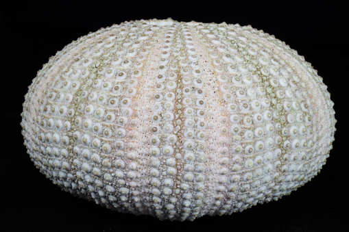 Sea urchin shell closeup in blak  background