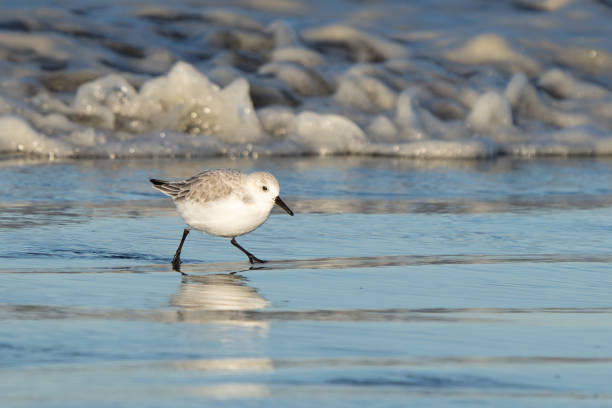 istock Sanderling Shorebird Forages Along Washington Beach at Sunrise 1831008780