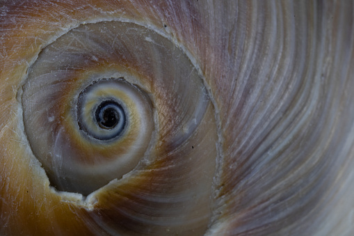 Sea shell spiral close-up