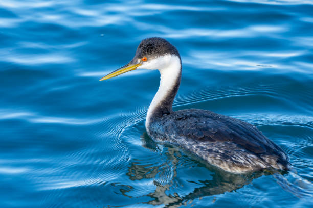 Western Grebe Swims in Blue Water