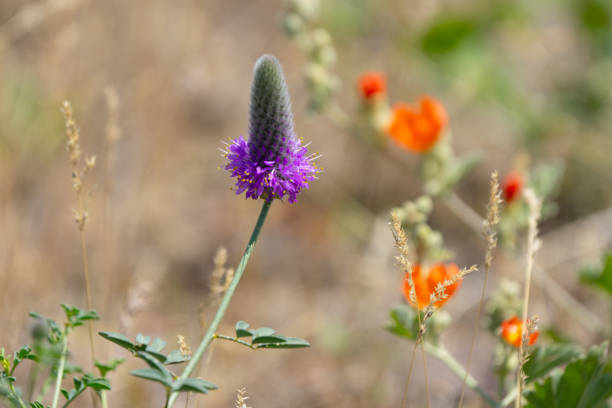 spring purple wildflowers.Lavender