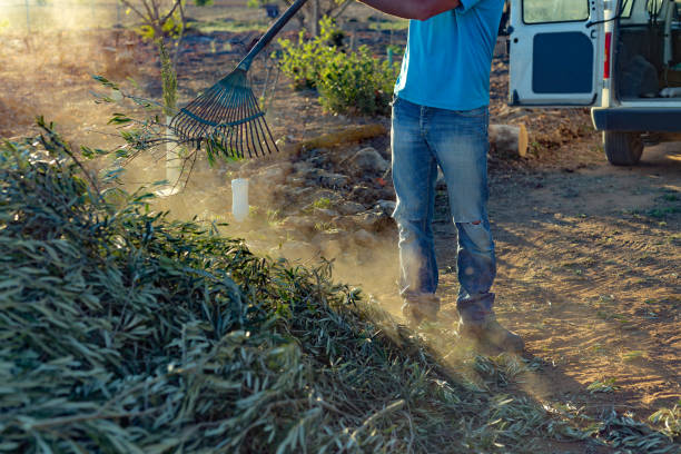 istock Farmer piling up dry olive branches for shredding, aiming to convert them into wood chips to enhance soil nutrients and structure. 1831012520