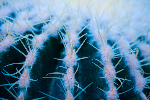 A cool color temperature macro photo of a cactus at the Garfield Park Observatory
