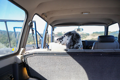 Spotted Setter sitting on the seat of the car waiting for dog owner.