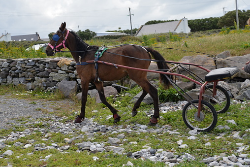 Tacked Brown Horse Jaunting Cars sulky carts in Co Kerry Ireland