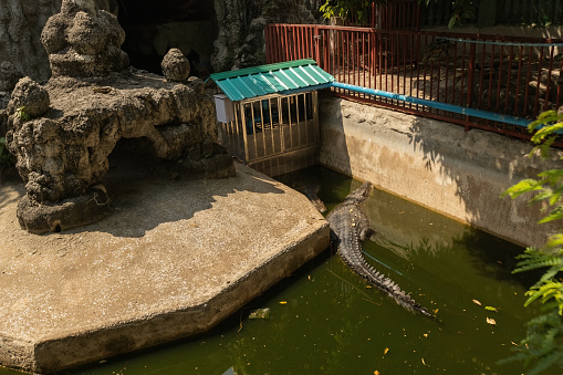 Crocodile in the pool at Wat Chakrawatrachawat Woramahawihan (Wat Sam Pluem) Crocodile Temple in Bangkok Thailand