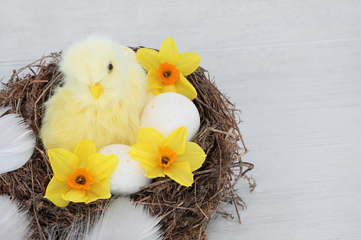 Easter chick in a nest with decorated eggs, yellow narcissus Spring flowers and feathers on rustic wood background. Happy Easter composition for the festive season.