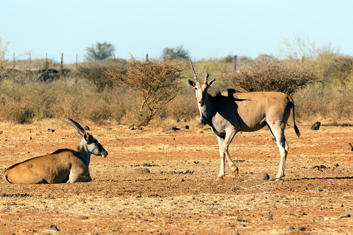 Springbok at Etosha National Park in Kunene Region, Namibia