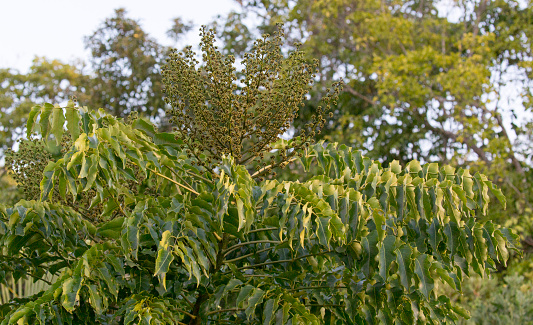 A photo of Ailanthus, the  tree of heaven