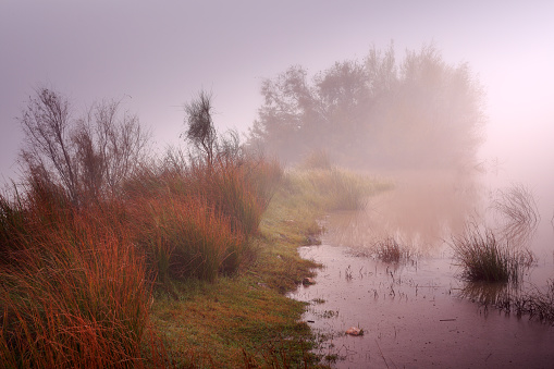 A stretch of shore of a swamp that is covered with thick fog