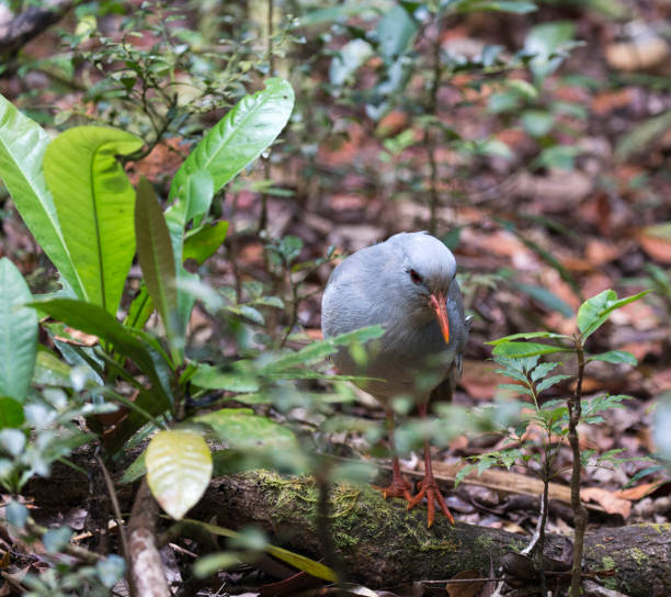 istock A close photo of kagu 1831040522