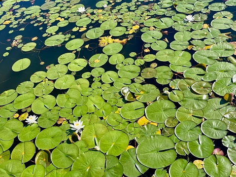 Drone’s eye view of a pond full of water lilies making an abstract pattern.
