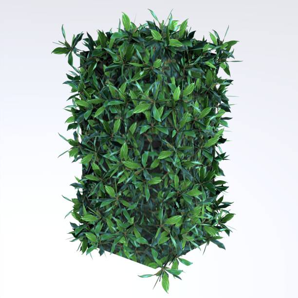 istock Hedge Long Bush isolated on white background 1831047422