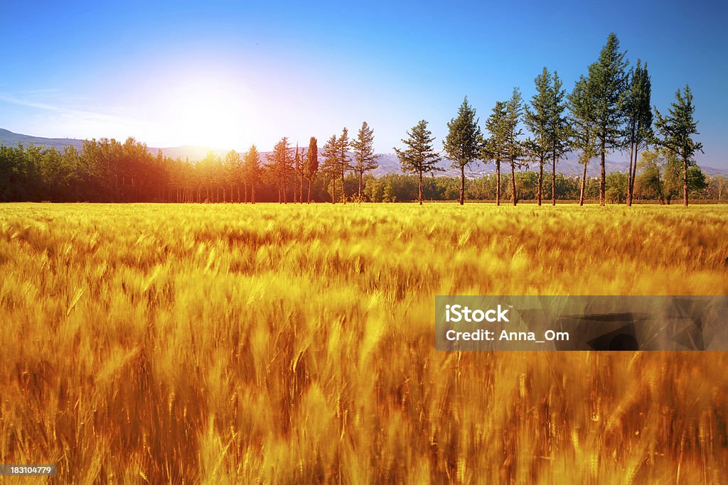 Beautiful autumn landscape Beautiful autumn landscape, dry golden grass field, high green pine trees, autumnal nature, sunny day, scenery panorama Agriculture Stock Photo