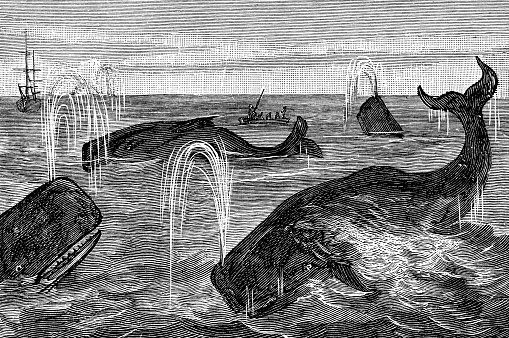 A pod of Sperm Whales (physeter macrocephalus). Vintage etching circa 19th century.